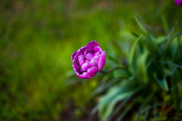 紫色的郁金香蓝色钻石.春季风景.