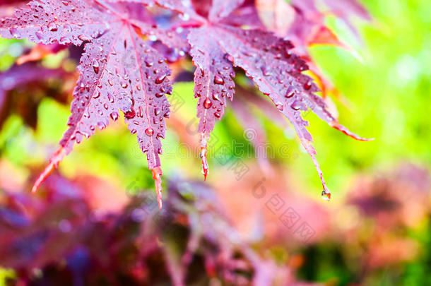 雨落下向树叶后的雨