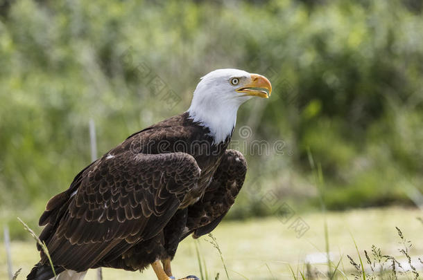 美国人秃头的鹰,加拿大人的猛禽保护