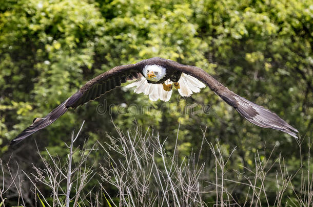 美国人秃头的鹰,加拿大人的猛禽保护