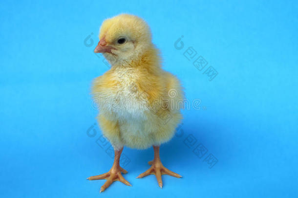 小的婴儿鸟母鸡小鸡小鸡en向蓝色背景农场斯图迪