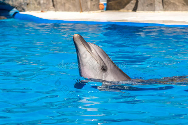 一漂亮的海豚在的时候一演说一t指已提到的人dolphin一rium,B一tumi,海<strong>门口</strong>
