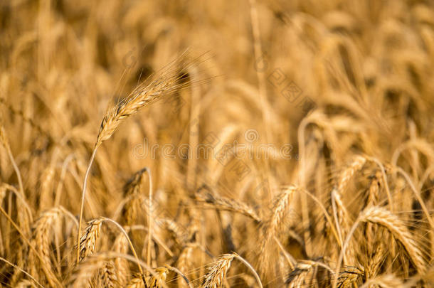 成熟的谷物小麦田长钉耳朵上端