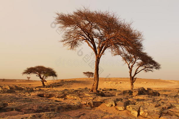 干的干燥的树向沙漠后的沙暴.