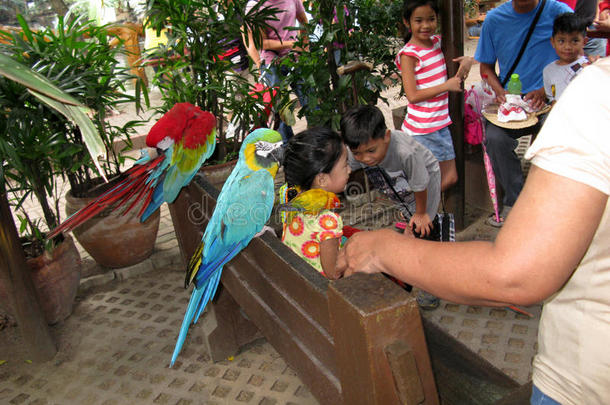 富有色彩的鹦鹉,马尼拉麻动物园,马尼拉麻,菲律宾
