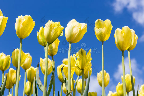 黄色的郁金香越过蓝色天背景.春季季节背景