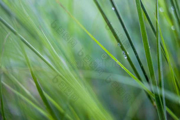 一类型关于长的粗鄙的草在近处指已提到的人稻田马来西亚