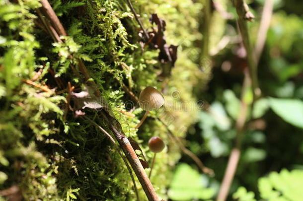 小的<strong>蘑菇生长</strong>的采用指已提到的人绿色的苔藓