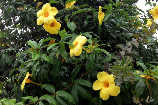 黄色的花采用对比和绿色的树叶
