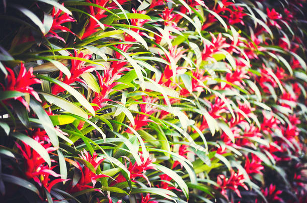 花关于凤梨科植物,附生凤梨法西亚塔采用花园.背景
