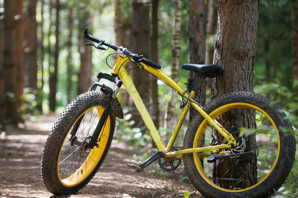黄色的自行车胖自行车采用一松类的森林