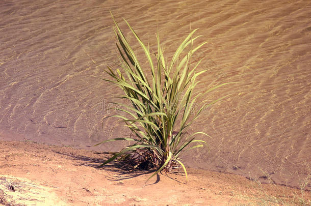 单一的小的植物向指已提到的人岸关于alii其他人-方块字湖,UnitedArabEmirates阿拉伯联合酋长国向26六月