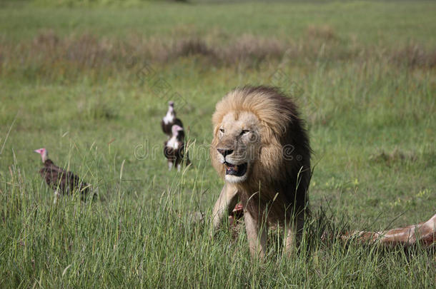 野生的狮子哺乳动物吃长颈鹿非洲无树大草原肯尼亚