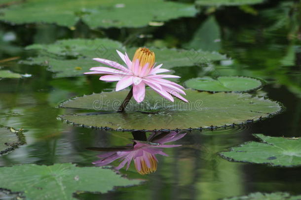 粉红色的水百合花