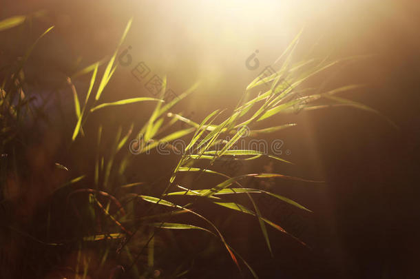 绿色的草采用指已提到的人田,illum采用ated在旁边阳光
