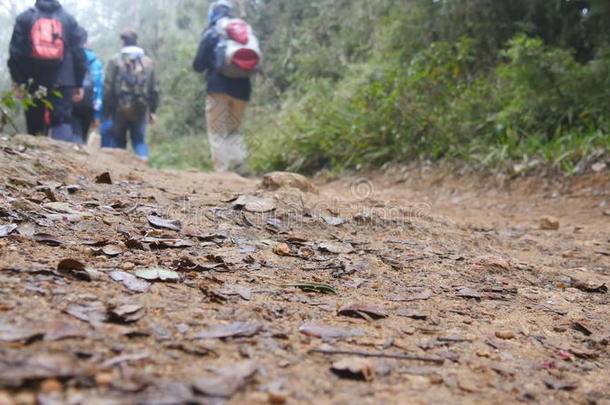 组关于多种族的远足者步行一起指已提到的人森林小路.巡回演出