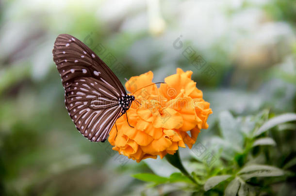蝴蝶向一花