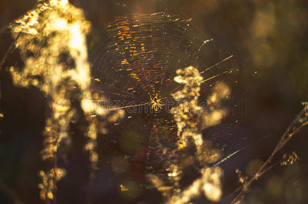 蜘蛛网和蜘蛛.