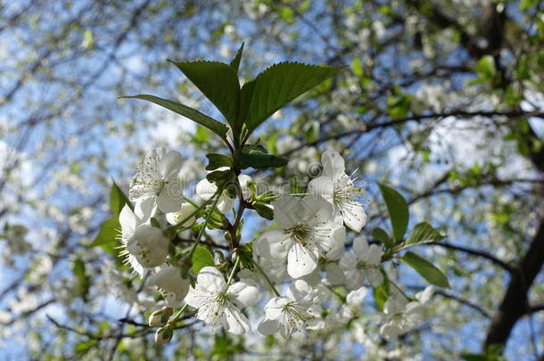 纯的白色的樱桃花和绿色的树叶