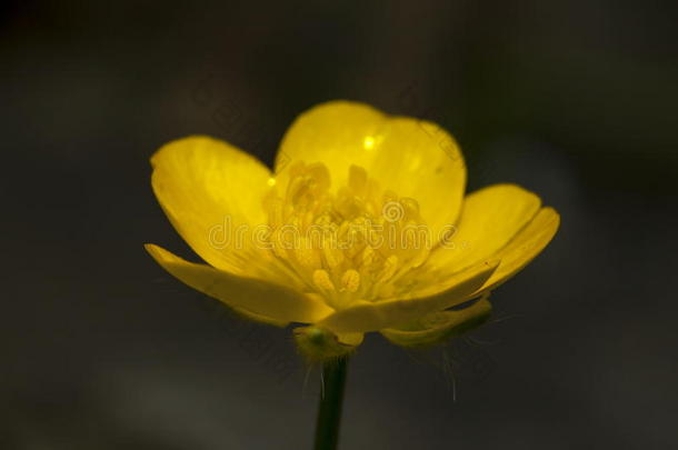 <strong>毛茛毛茛</strong>属植物阿克里斯