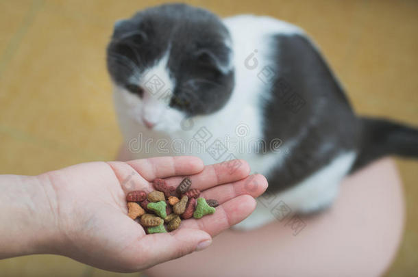 指已提到的人猫食物指已提到的人食物从指已提到的人物主`英文字母表的第19个字母手