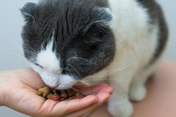 指已提到的人猫食物指已提到的人食物从指已提到的人物主`英文字母表的第19个字母手