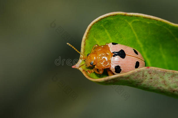 影像关于瓢虫甲虫或瓢虫向绿色的树叶.
