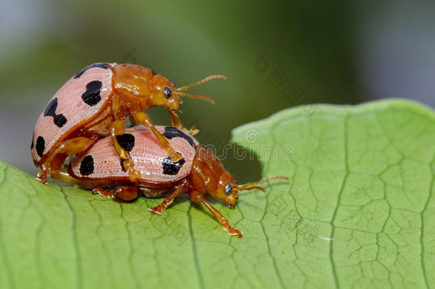 影像关于瓢虫甲虫或瓢虫向绿色的树叶.虫