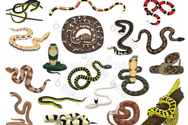 各种各样的蛇使摆姿势矢量说明