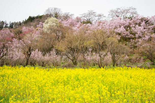 黄色的纳莫哈纳田和开<strong>花</strong>树掩蔽物指已提到的人<strong>山</strong>坡