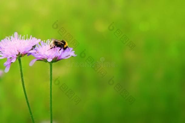 宏指令射手向蜜蜂和紫色的花.