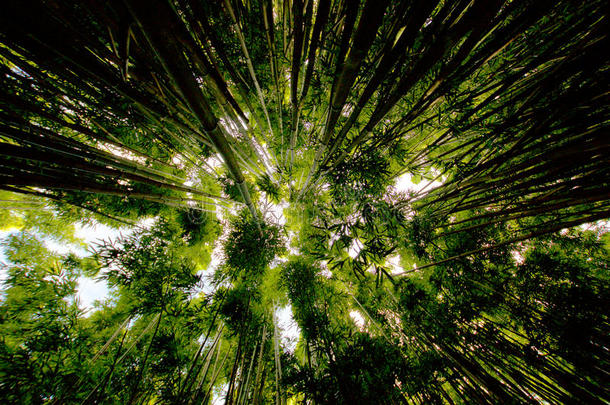 竹子森林一起扁平跟踪
