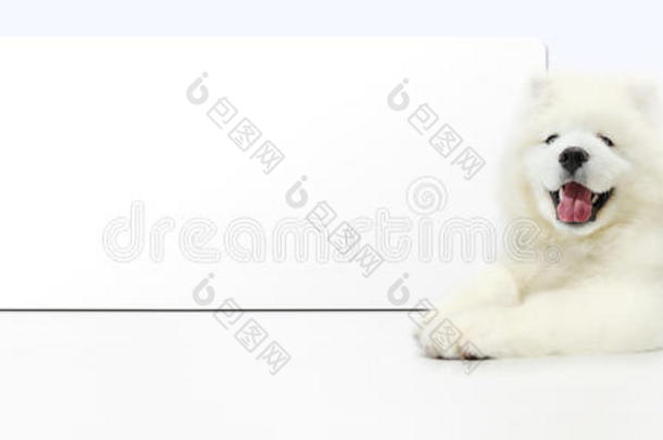 狗和猫和空白的横幅隔离的向白色的背景