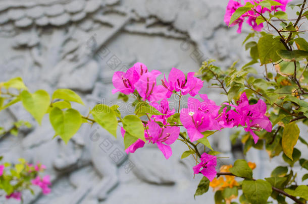 鲜花和中国建筑学