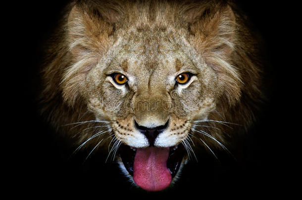 肖像关于一<strong>狮子</strong>