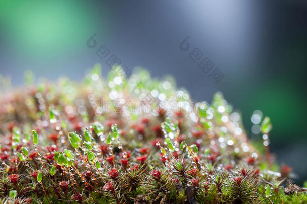 长满苔藓的小丘后的雨