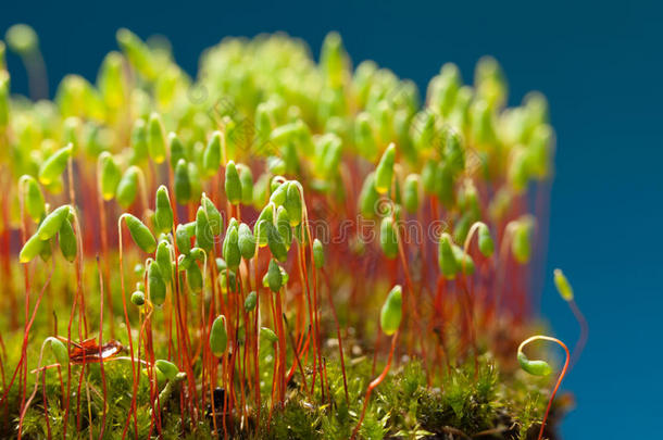 绿色的苔藓向蓝色背景