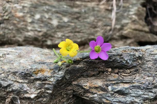 黄色的和紫色的花