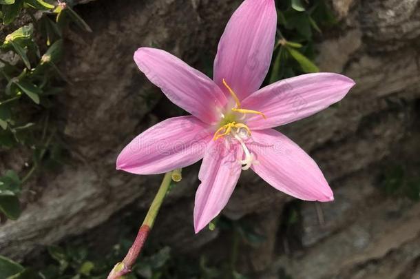 野生的粉红色的花