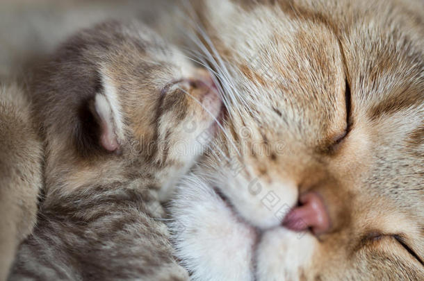 动物猫母亲和婴儿小猫睡眠<strong>脸颊</strong>向<strong>脸颊</strong>向geth