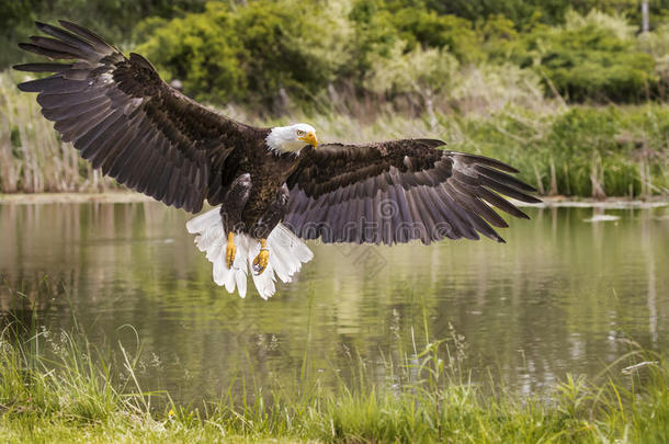 秃头的鹰采用自由的飞行越过池塘