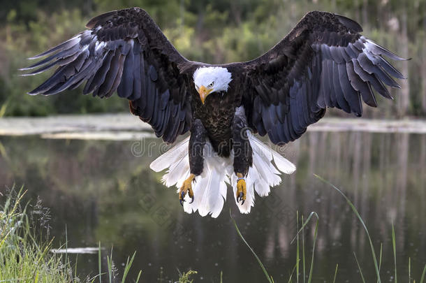 秃头的鹰采用自由的飞行gett采用g准备好的向陆地