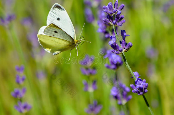 甘蓝白色的蝴蝶飞行的向薰衣草花