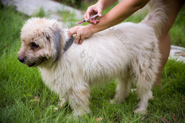 注射器控制狂犬病疫苗