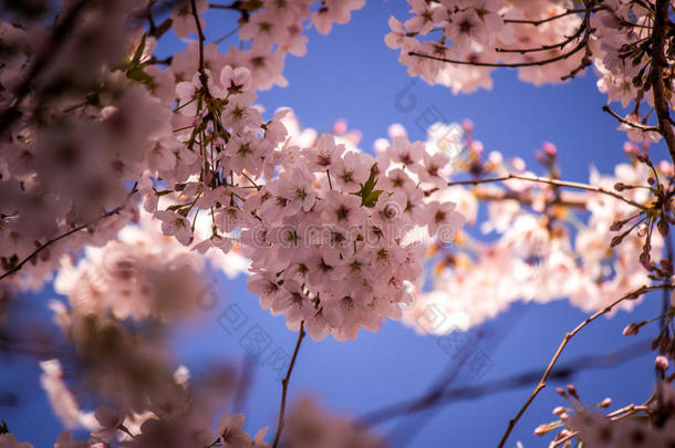 充分地-真空镀膜樱桃花和蓝色天背景在明日香