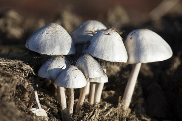 关-在上面关于小的白色的<strong>蘑菇生长</strong>的向动物的粪便
