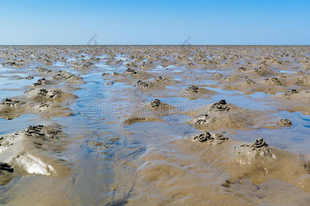 沙躅属投向海边淤泥地关于瓦登塞在低的潮汐,荷兰
