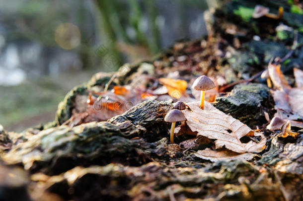 单一的蘑菇白色的真菌前景,山毛榉树叶采用秋