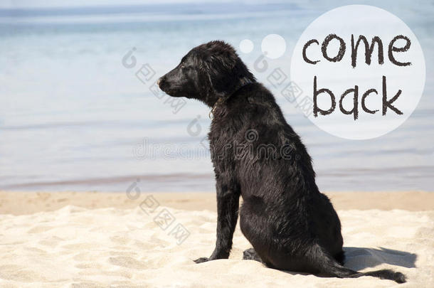 狗在沙的海滩,文<strong>本来</strong>背