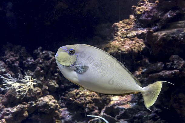 异国的鱼采用水族馆